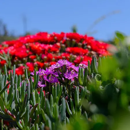 Tatil Evi Recanto Florencas Arco da Calheta (Madeira)