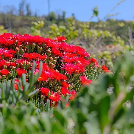 Dom wakacyjny Recanto Florencas Arco da Calheta (Madeira)