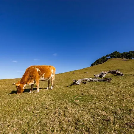 Tatil Evi Recanto Florencas Arco da Calheta (Madeira)