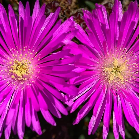 Recanto Florencas Feriehus *