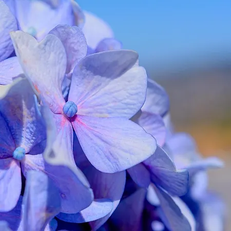 Recanto Florencas Arco da Calheta (Madeira)