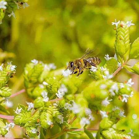 Recanto Florencas Feriehus Arco da Calheta (Madeira)